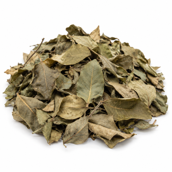 Jambakatan, wholesale from Senegal