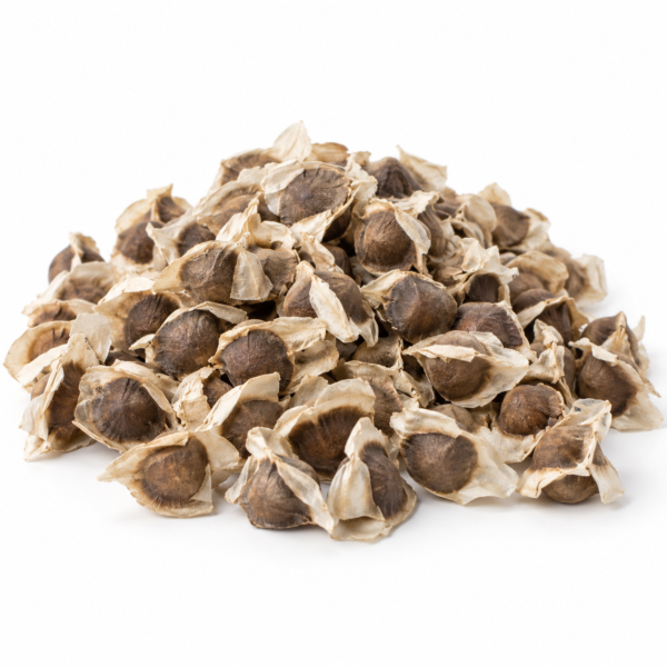 Moringa Seeds, wholesale from Senegal